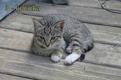 Darujeme koťata