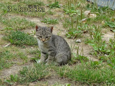 Darujeme koťata