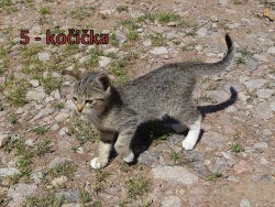 Darujeme koťata