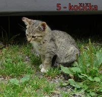 Darujeme koťata