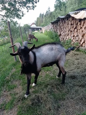 Kozel na chov