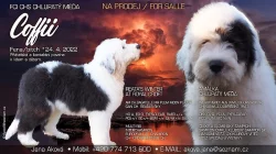 Štěnátka bobtail