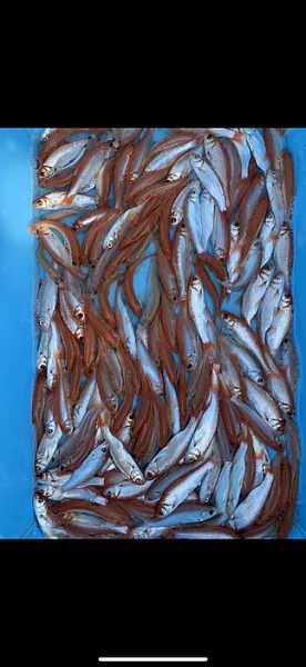 Okrasné jezirkové ryby