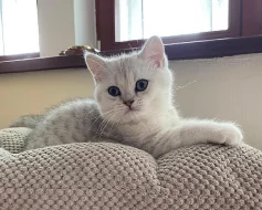Britská koťátka kocourci stříbrní mramorovaní s PP