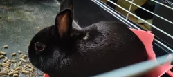 černý zakrslý králíček
