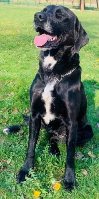 DARUJI K ADOPCI