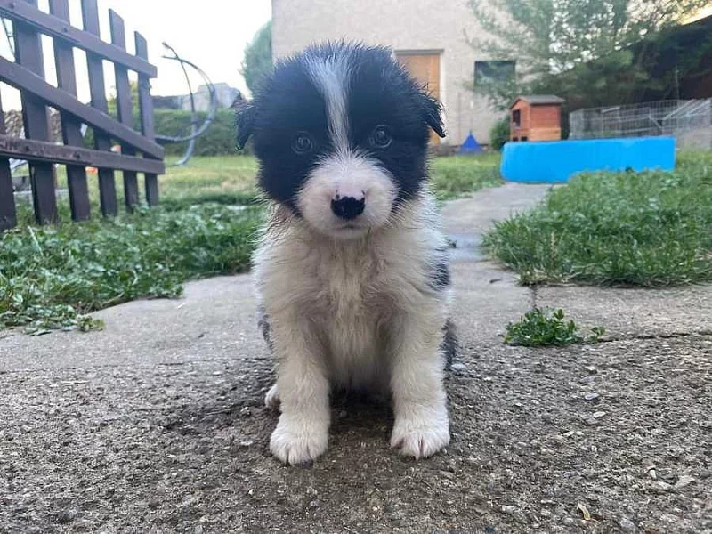 Border kolie