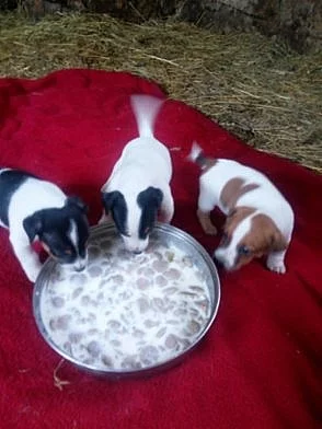 Jack Russell teriér s průkazem původu