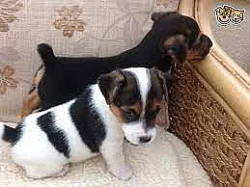 Jack Russell teriér s průkazem původu