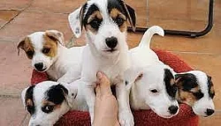 Jack Russell teriér s průkazem původu