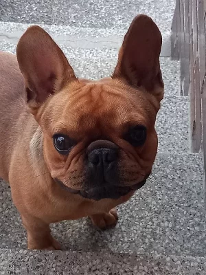 Francouzského buldočka