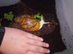 Archachatina marginata ovum (albino body)