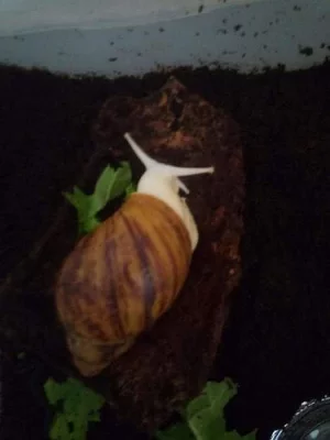 Archachatina marginata ovum (albino body)