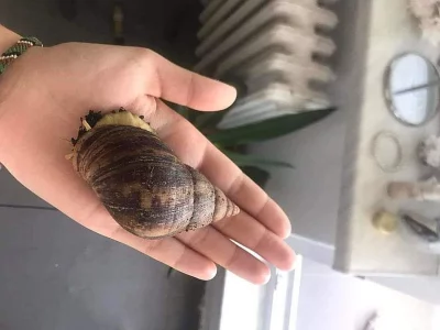 Archachatina marginata ovum (albino body)