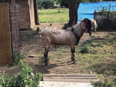 Anglonubijský kozel 100%