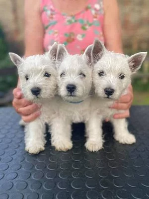 West highland white terrier (vestík) štěňata