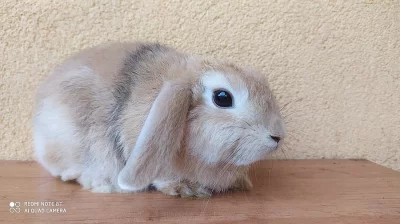 Zakrslý beránek minilop