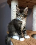 Mainská mývalí koťátka k adopci zdarma!!!