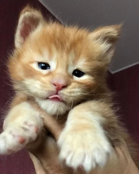 Mainská mývalí koťátka k adopci zdarma!!!
