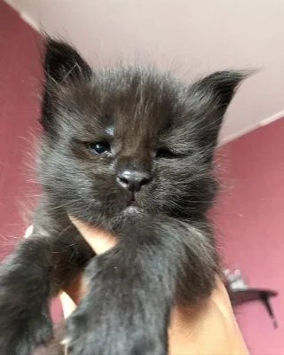 Mainská mývalí koťátka k adopci zdarma!!!
