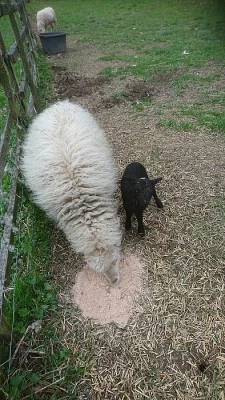 Prodam quessantská jehňata
