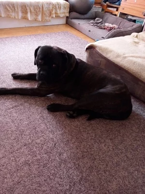 Nabízím krytí krásným zdravým psem  Cane Corso