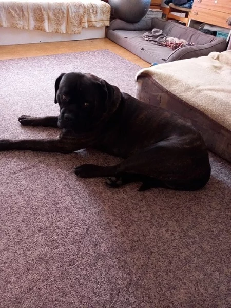 Nabízím krytí krásným zdravým psem Cane Corso