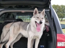 Československý vlčák - štěně