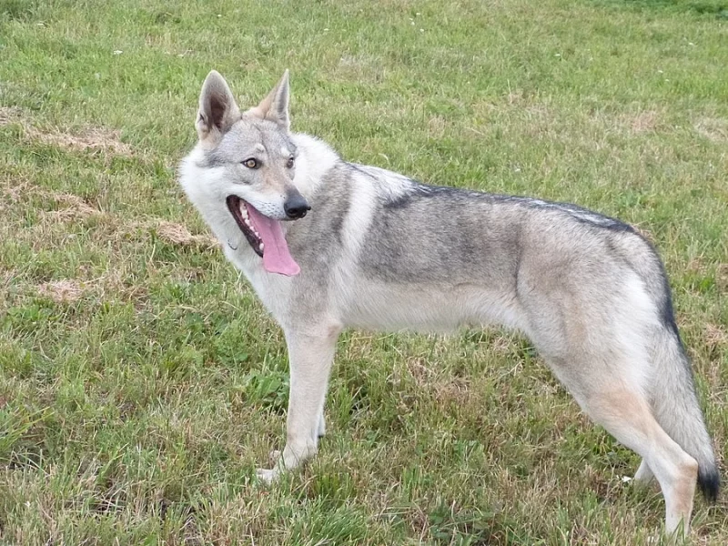 Československý vlčák - štěně