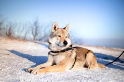 Československý vlčák - štěně