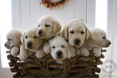Labradorský retriever bez PP