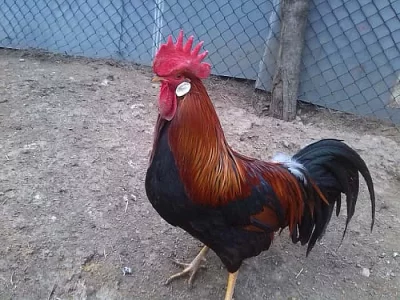 Kohouti vlasky