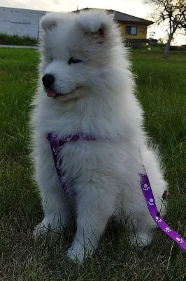 Samojed  - štěňátko s PP