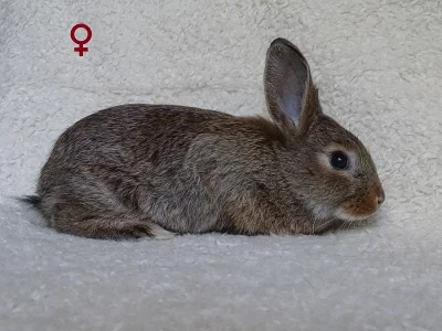 Daruji do dobrých rukou