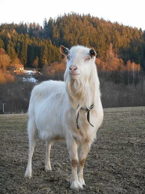 Prodáme našeho chovného plemenného kozlíka s POP