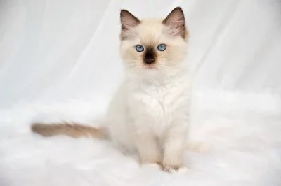 Ragdoll koťátka s PP ( seal mitted a colorpoint)