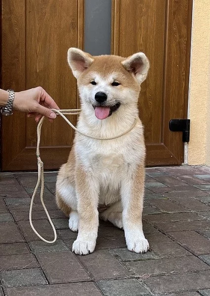 Akita inu štěně
