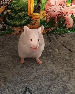 mláďata křečka syrského