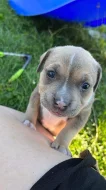 American bully standard