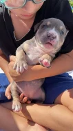 American bully standard