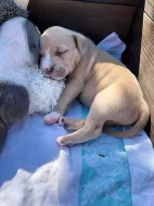 American bully standard