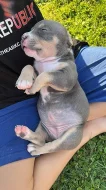 American bully standard