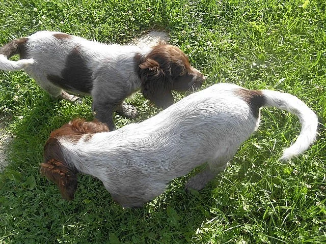 Německý křepelák