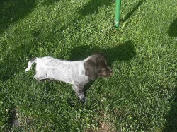 Německý křepelák