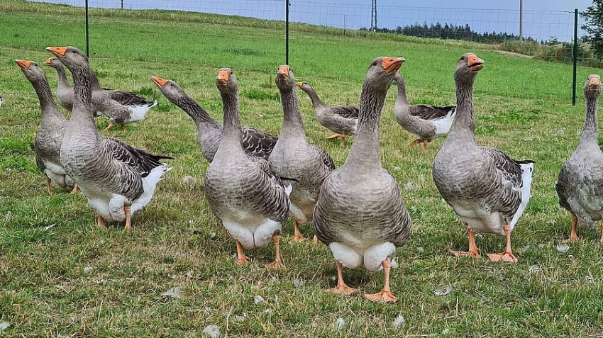 Prodám nebo vyměním letošní landeské husy