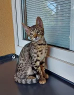 Koťátka Savannah F5 SBT s pp