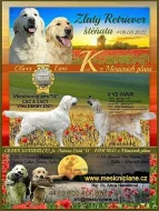 Golden retriever s PP - štěňata /zlatý retrívr/