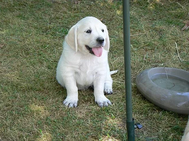 Golden retriever s PP - štěňata /zlatý retrívr/