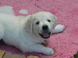 Golden retriever s PP - štěňata /zlatý retrívr/