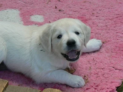 Golden retriever s PP - štěňata /zlatý retrívr/